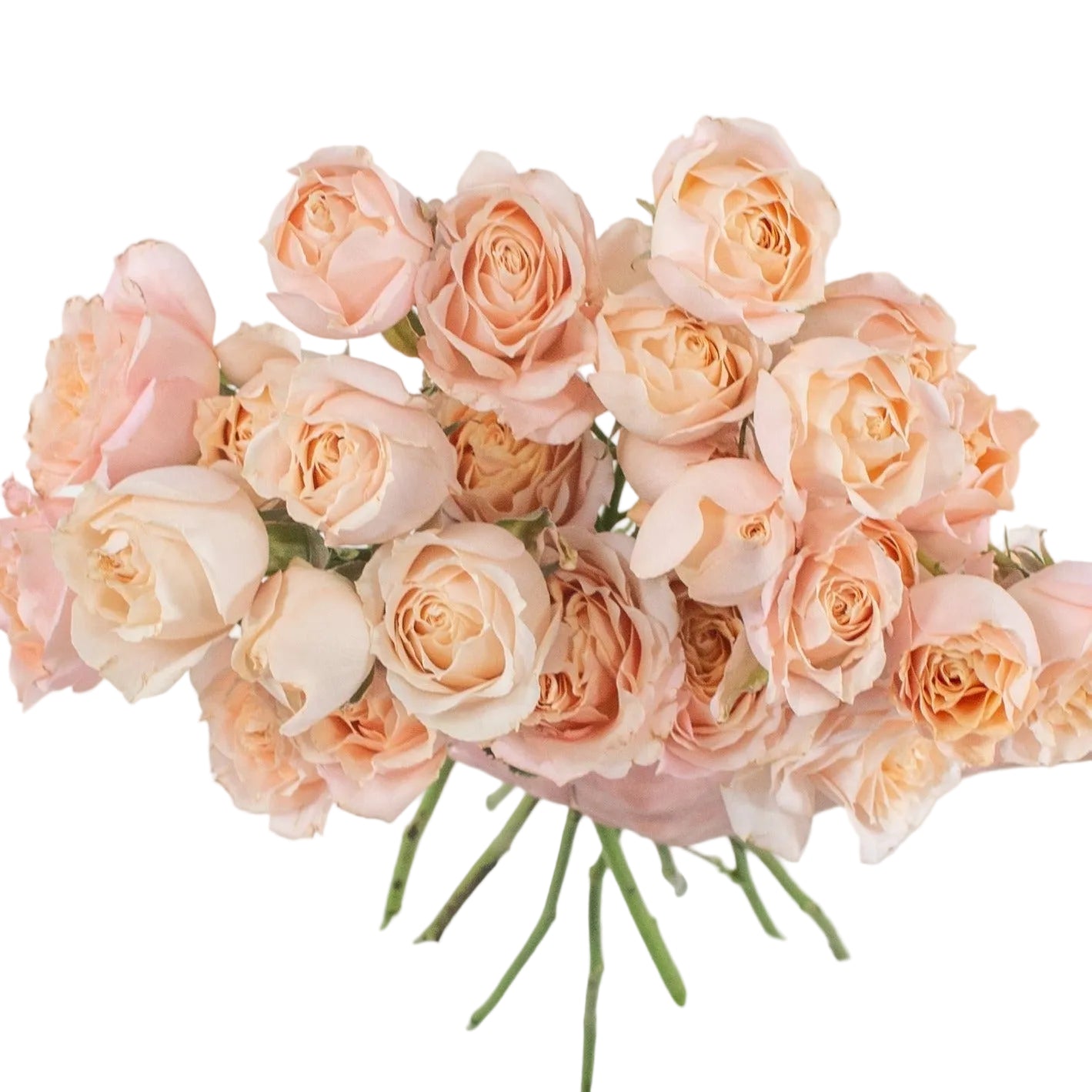 Peach Garden Spray Rose