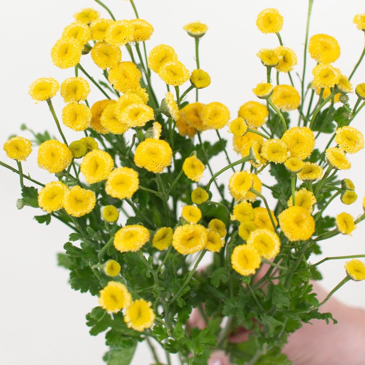 Yellow Button Feverfew Flower