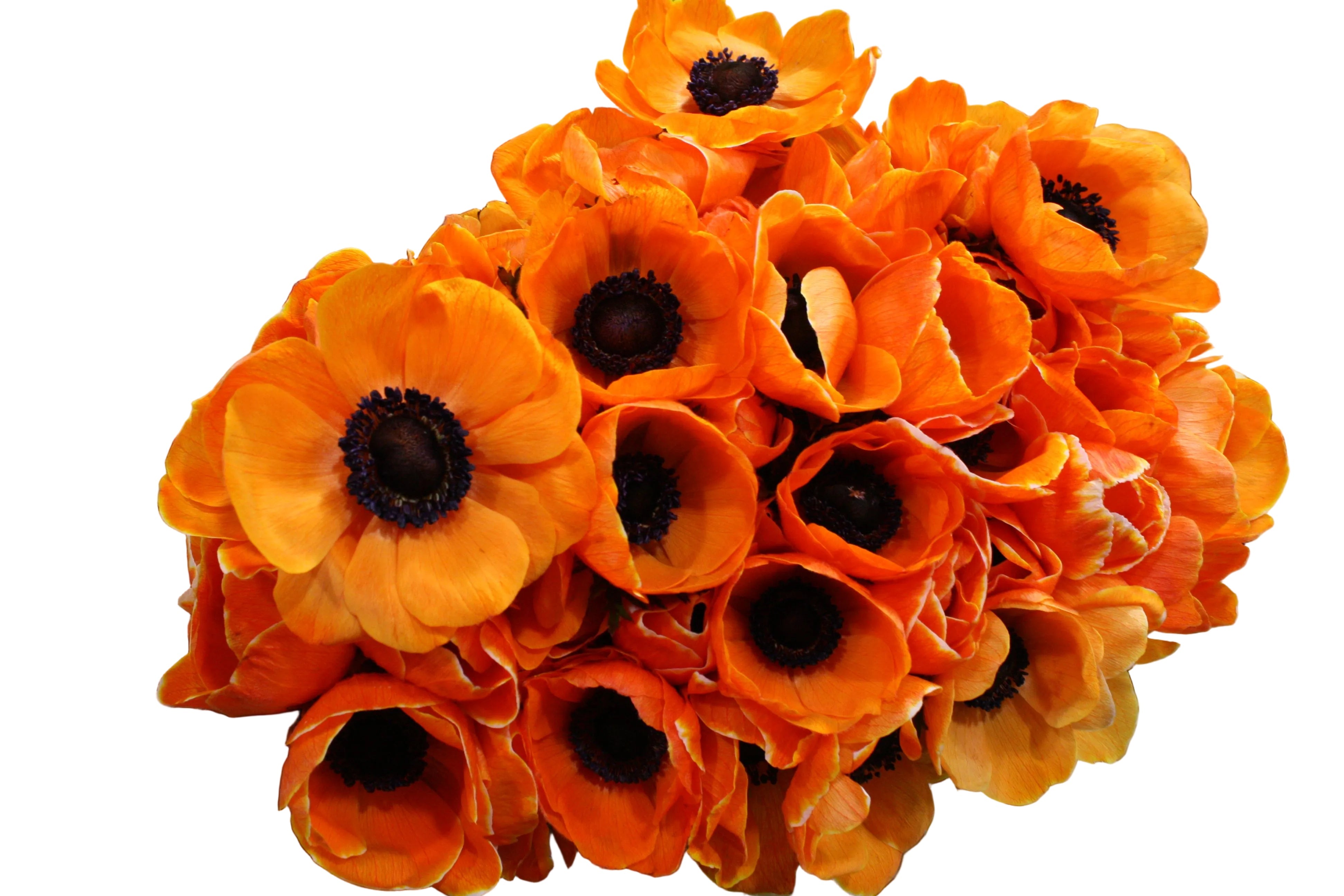 Orange Anemone Flower