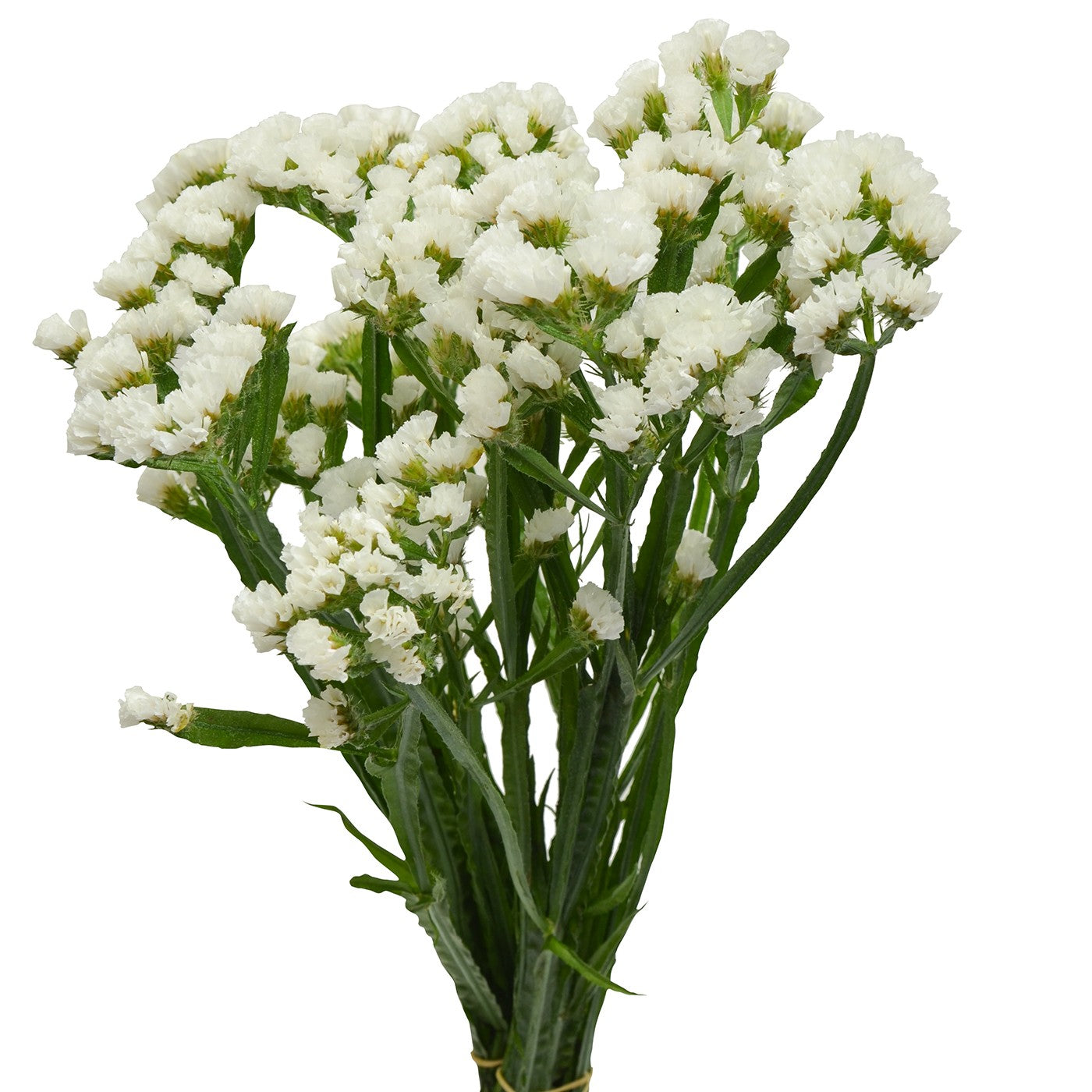 White Statice Filler Flower