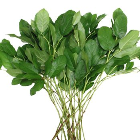 Salal Tips Greenery