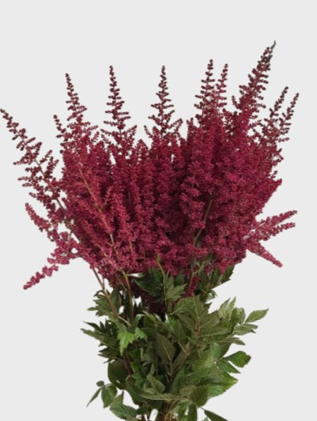 Burgundy Astilbe Flower