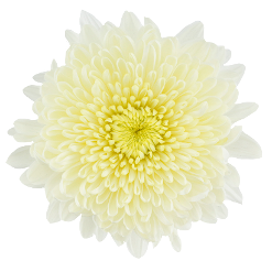 Pale Yellow Cremon Mum Flower