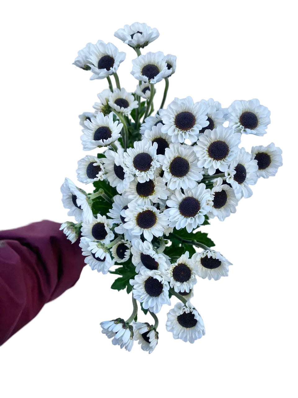 Ying Yang Pomp Mum Flower