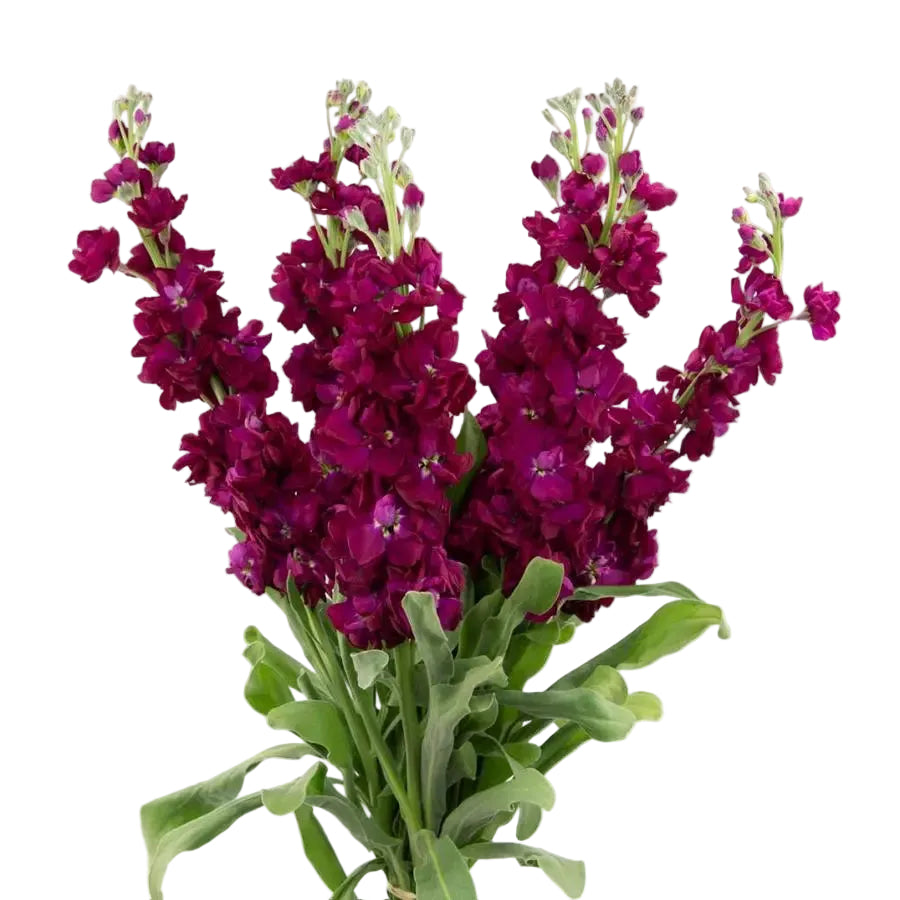 Burgundy Stock Flower