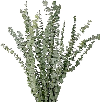 Baby Eucalyptus Greenery