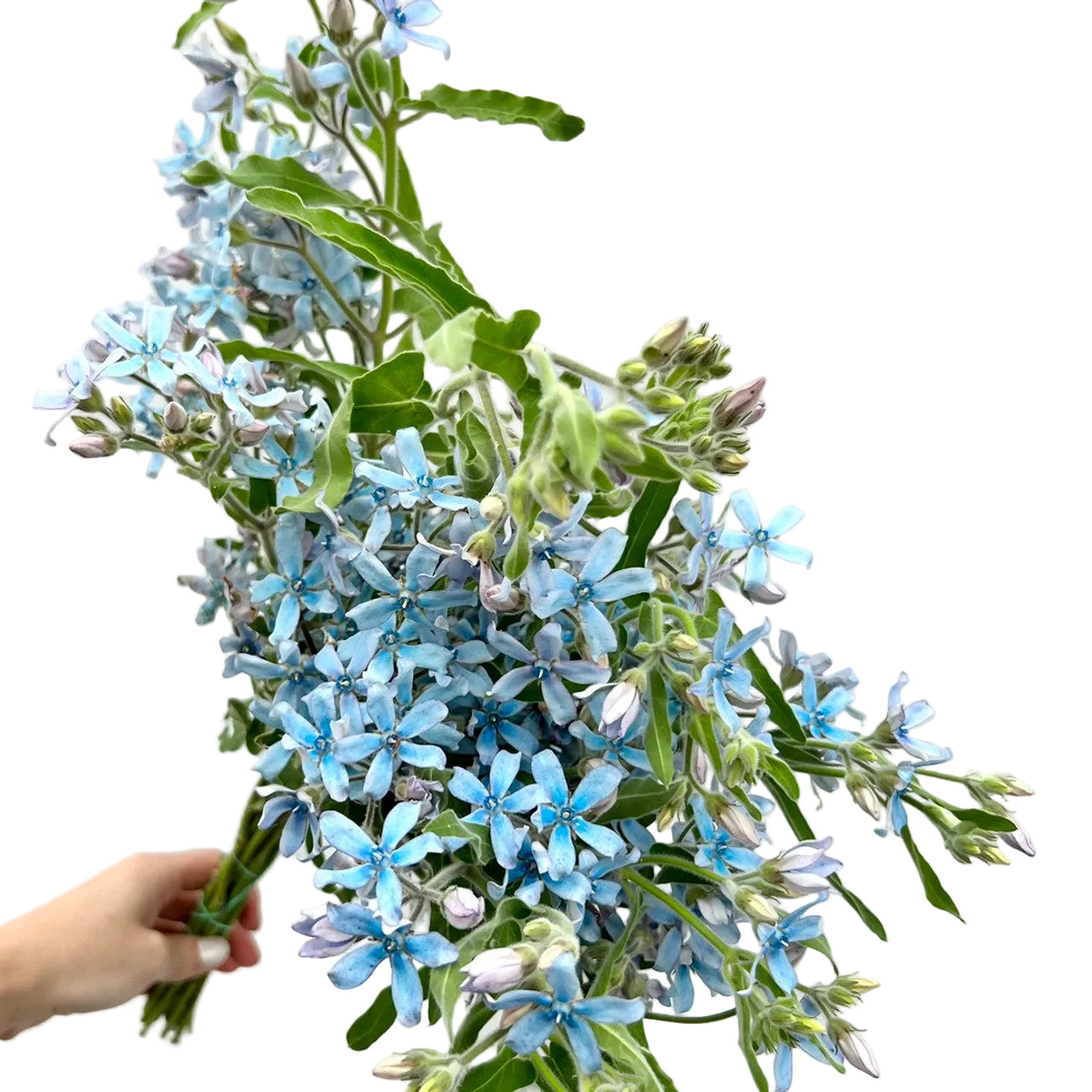 Blue Tweedia Flower