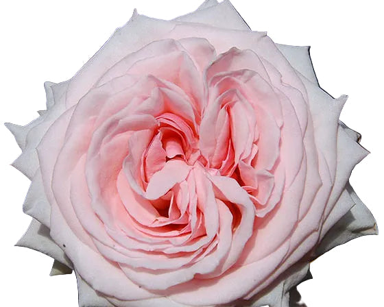 Pink O'Hara Garden Rose