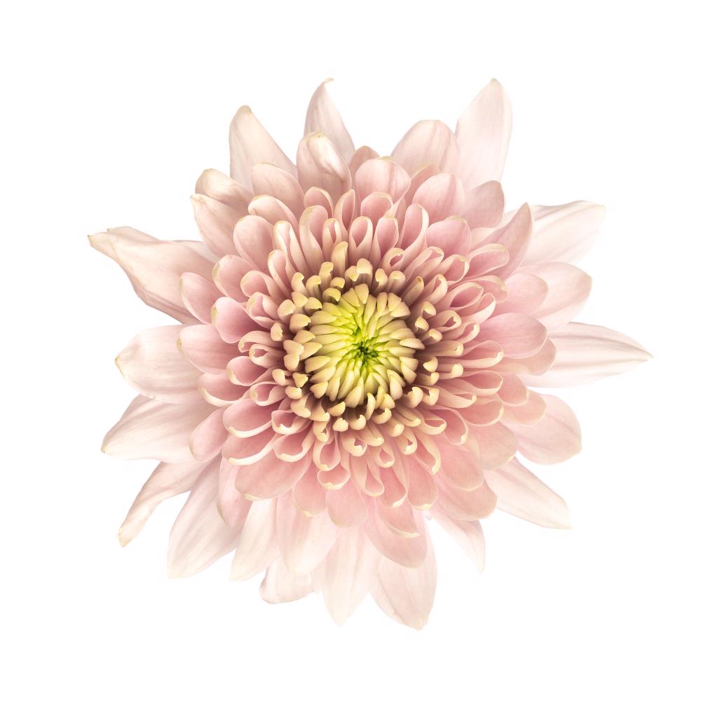 Champagne Cremon Mum Flower