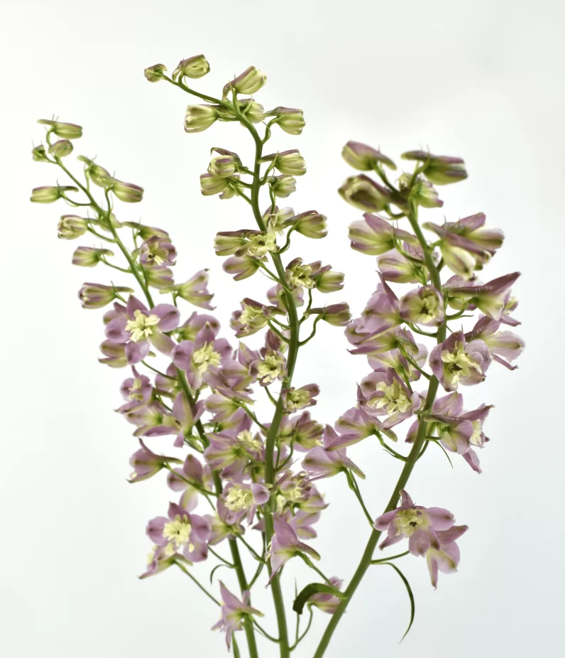 Blush Delphinium Flower