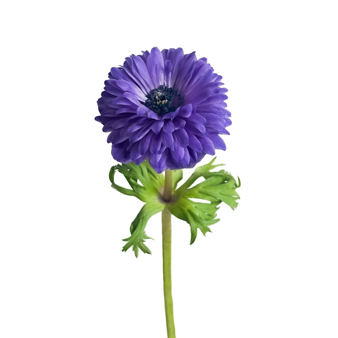 Levante Blue Anemone Flower