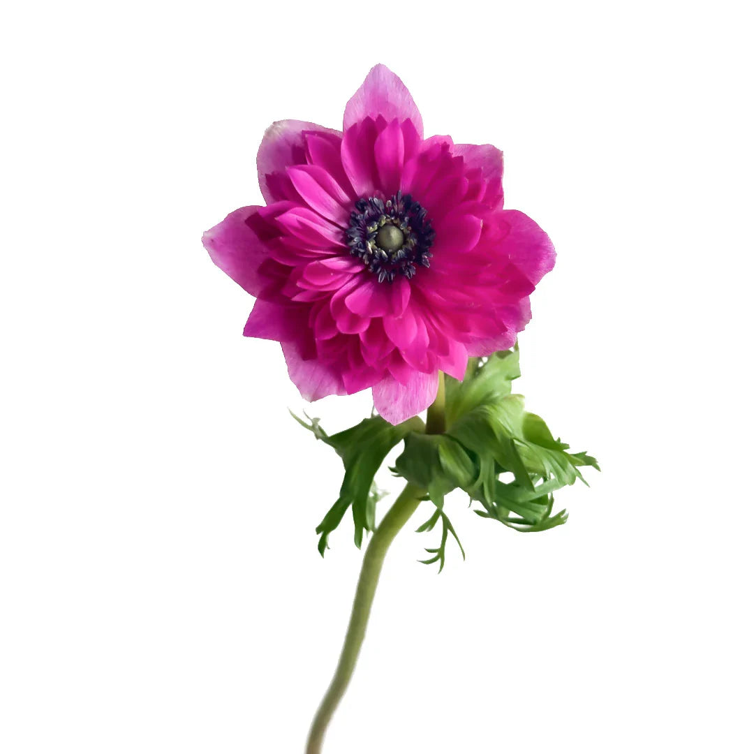 Levante Hot Pink Anemone Flower