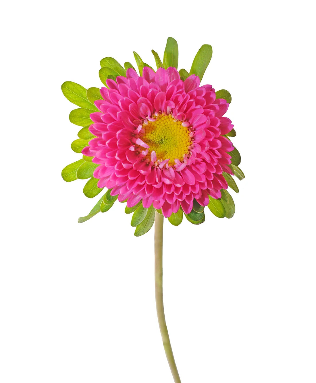 Hot Pink Aster Matsumoto Flower