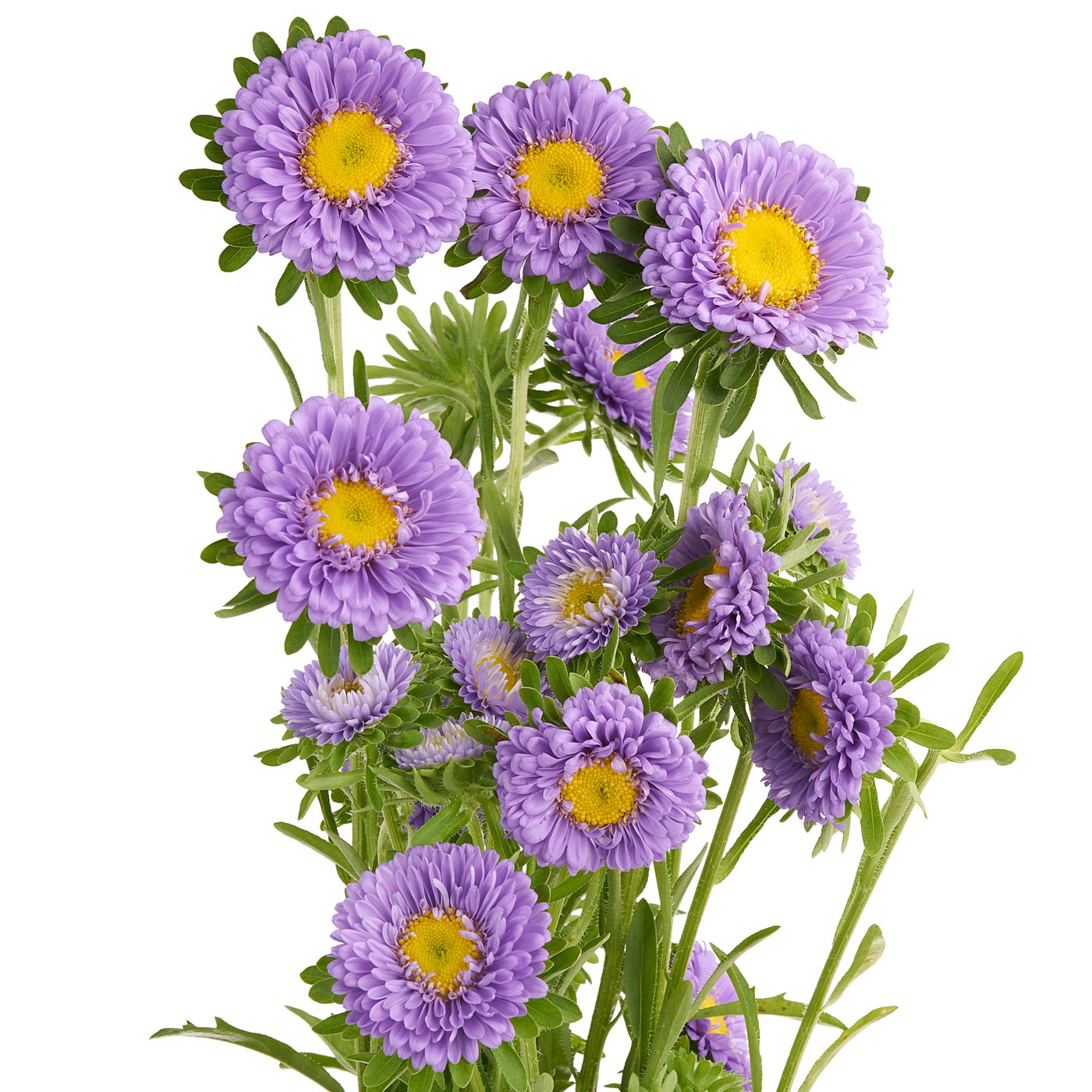 Lavender Aster Matsumoto Flower