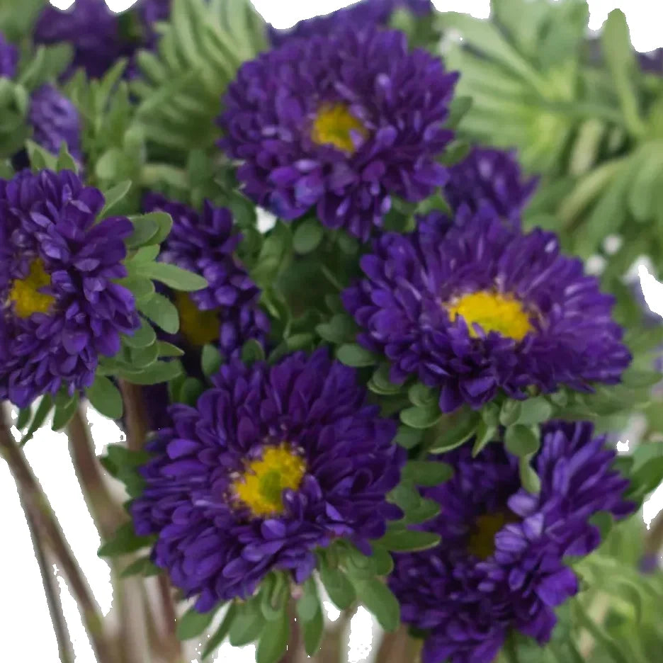 Purple Aster Matsumoto Flower