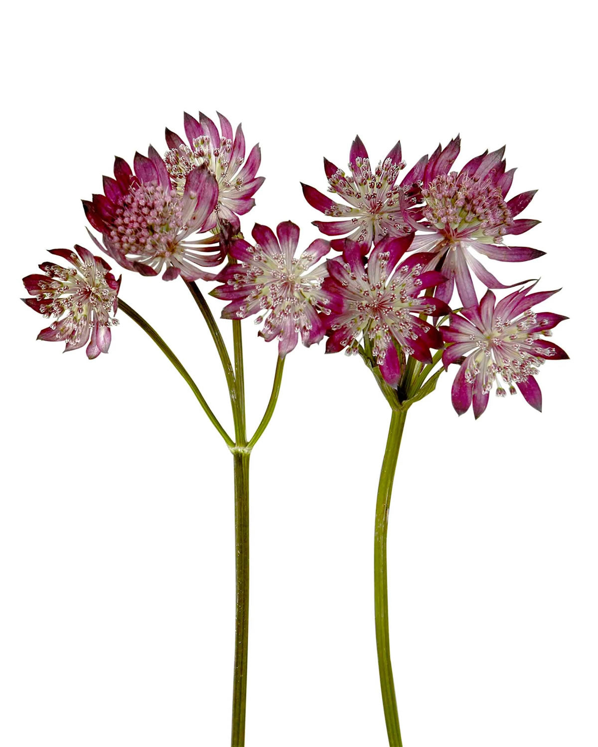 Roma Mauve Pink Astrantia Flower