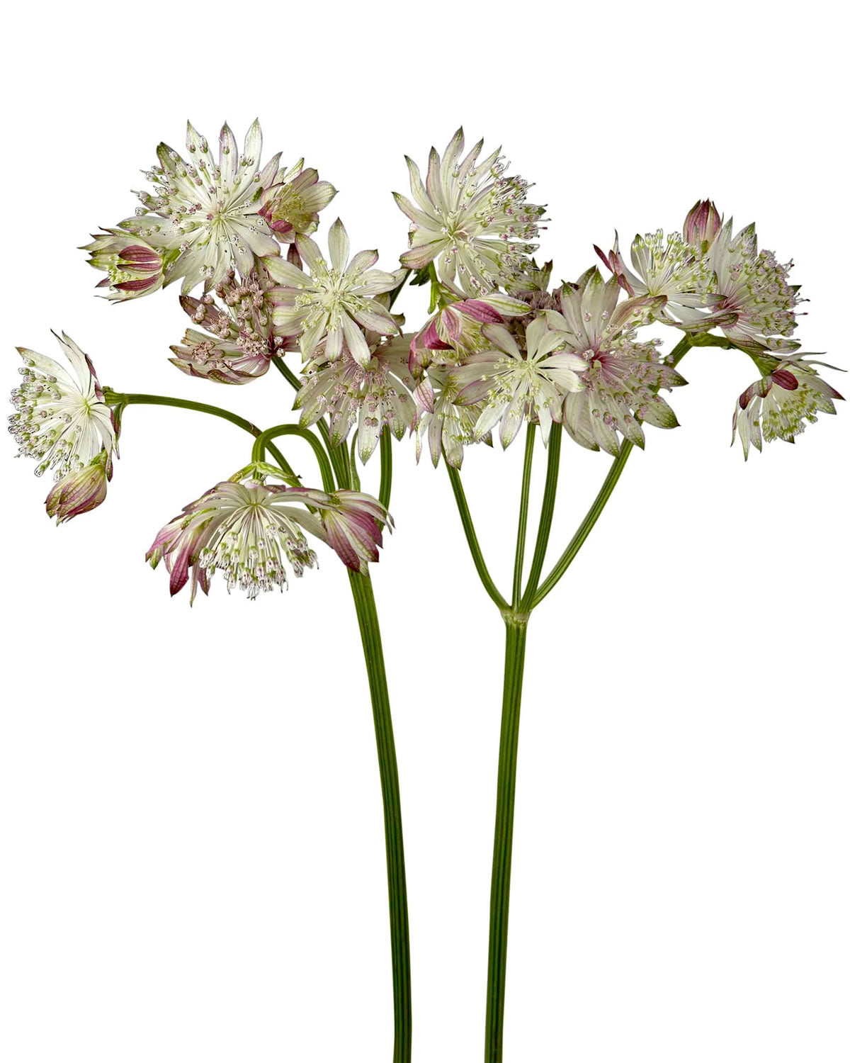 Blush Astrantia Flower