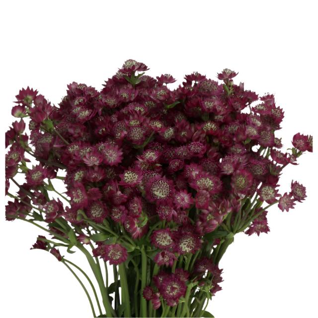 Purple Astrantia Flower