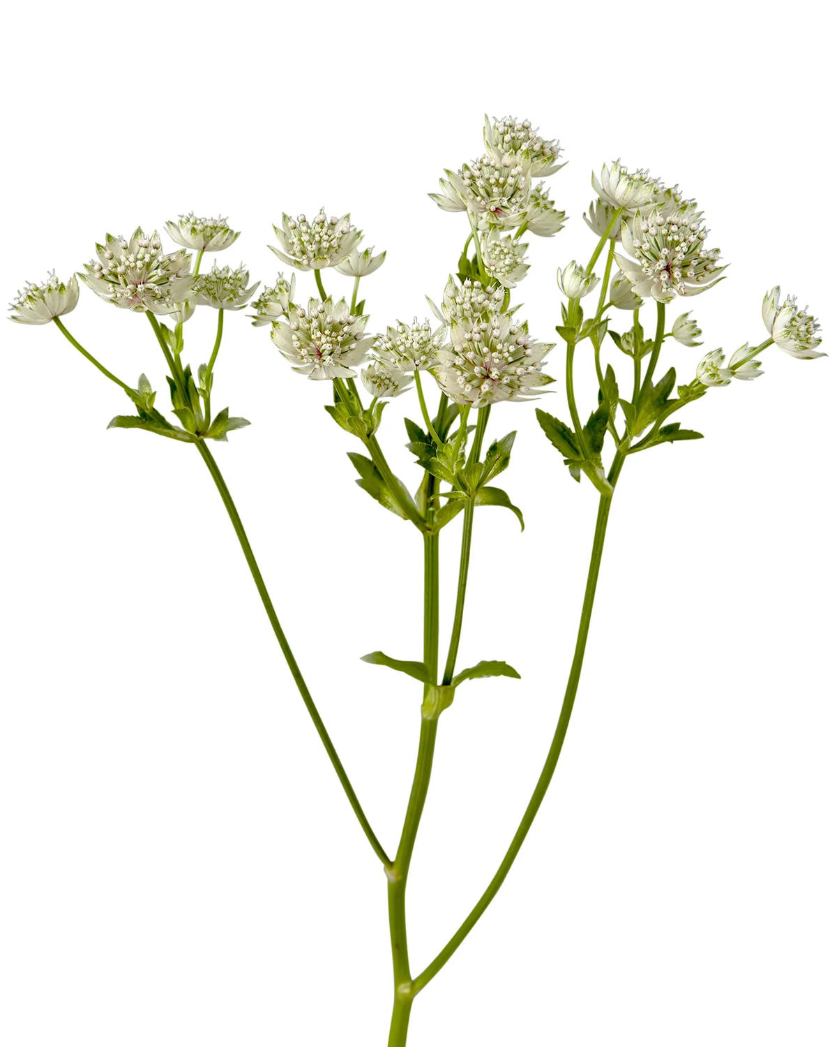 White Astrantia Flower