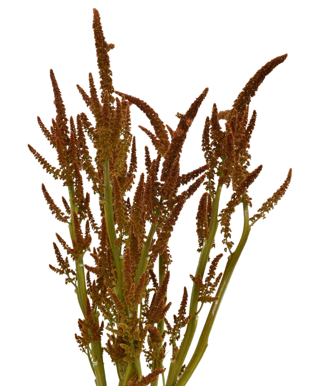 Hot Biscuit Bronze Upright Amaranthus Flower
