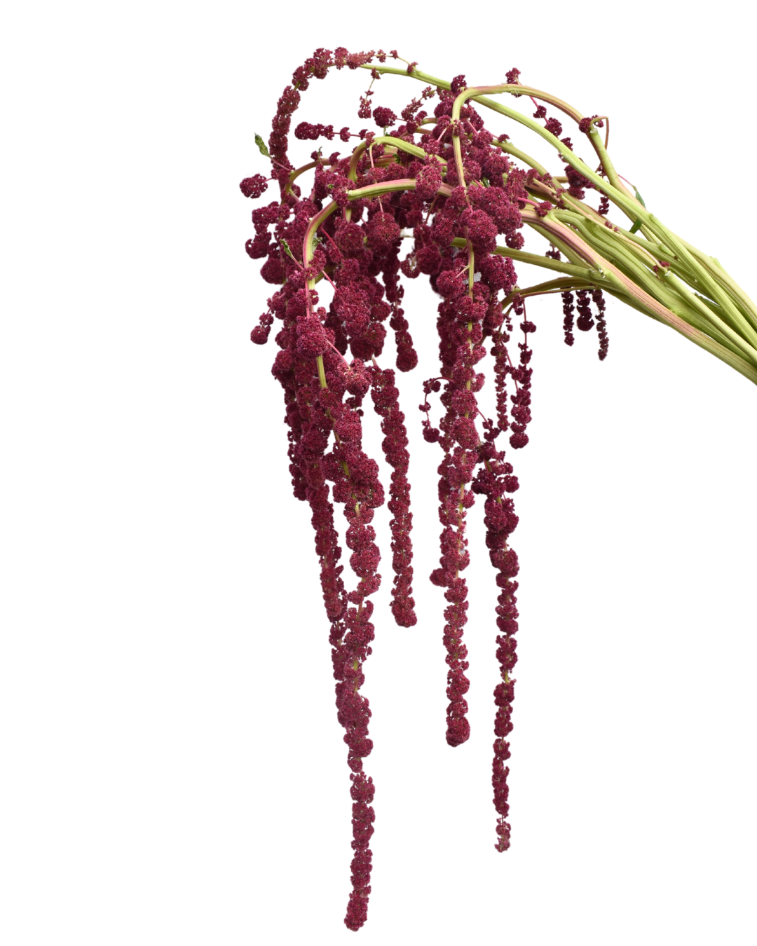Red Hanging Amaranthus Flower