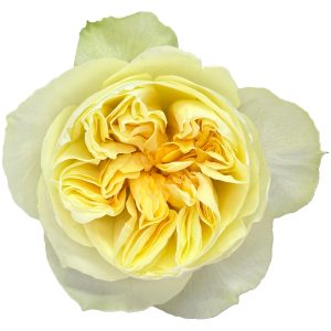 GARDEN ROSE - PALE YELLOW