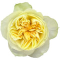 GARDEN ROSE - PALE YELLOW