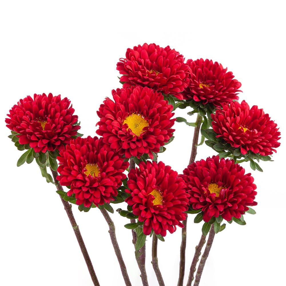 Red Aster Matsumoto Flower
