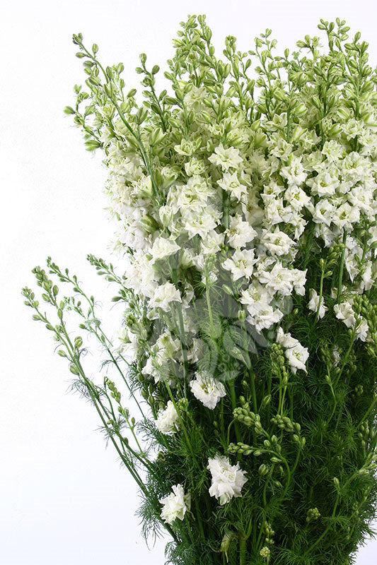 White Larkspur Flower