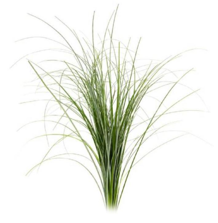 Bear Grass Greenery