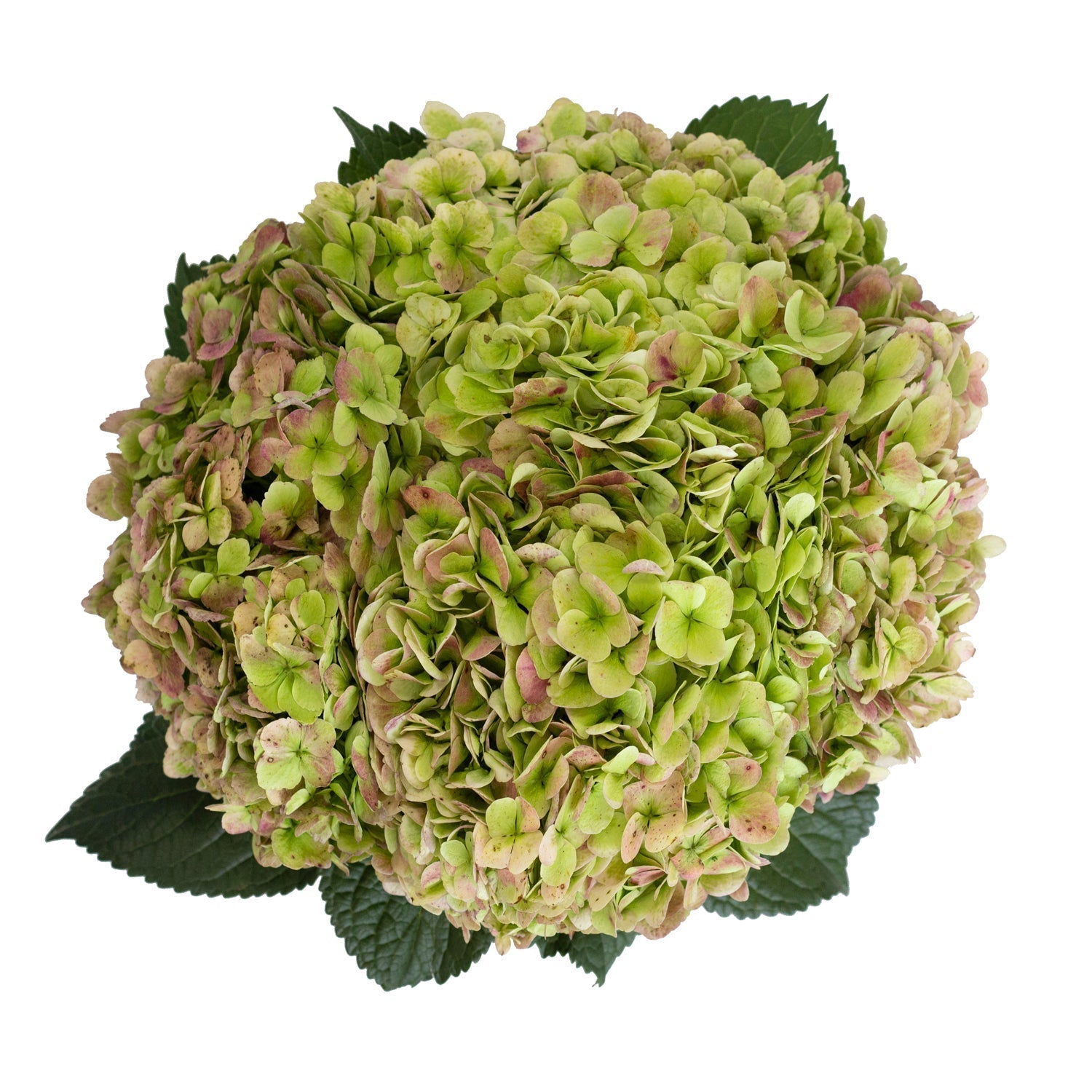 Green Antique Hydrangea Flower