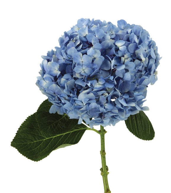 Premium Blue Hydrangea Flower
