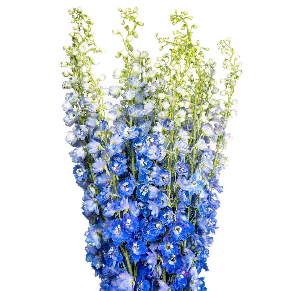 Medium Blue Delphinium Flower