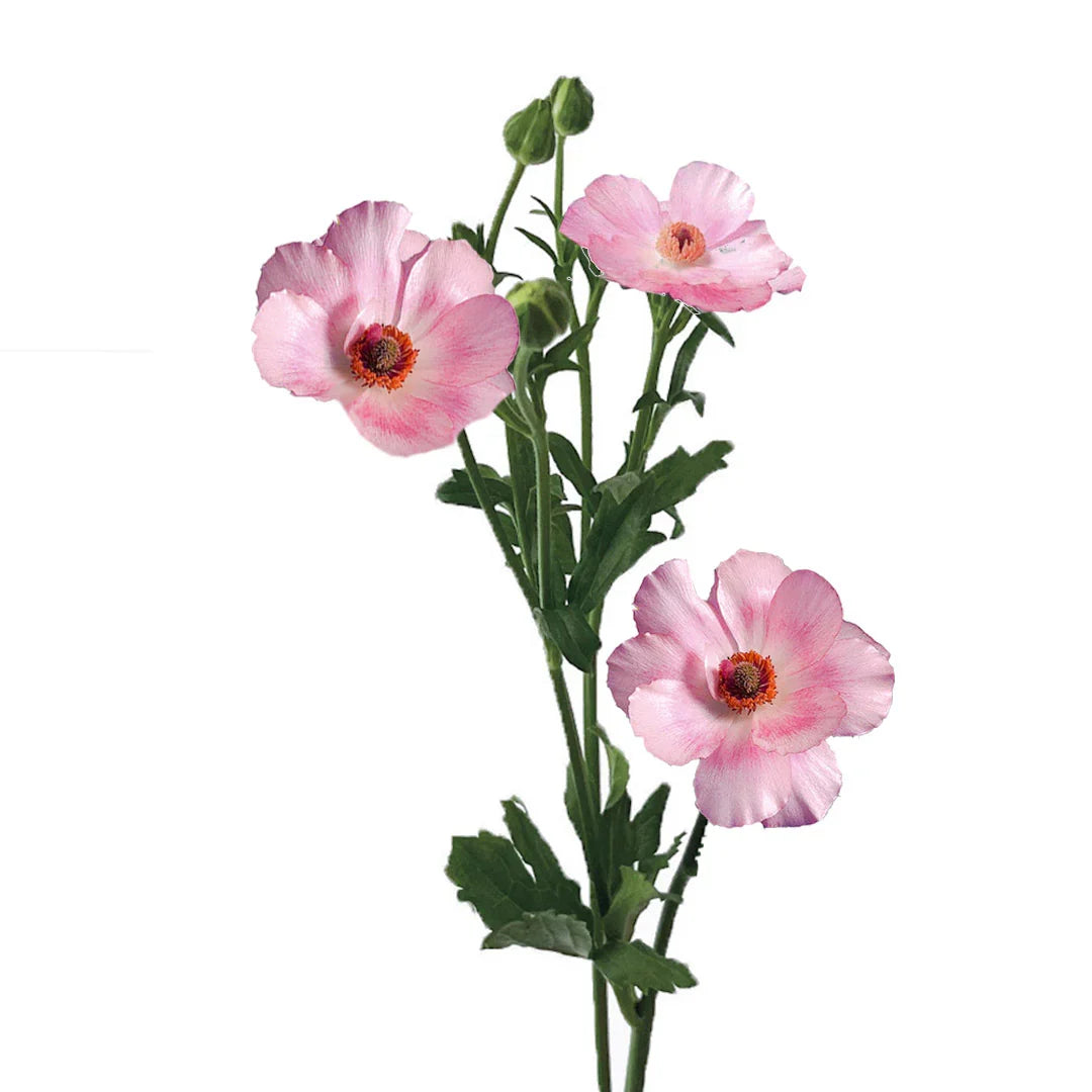 Pink Butterfly Ranunculus Flower