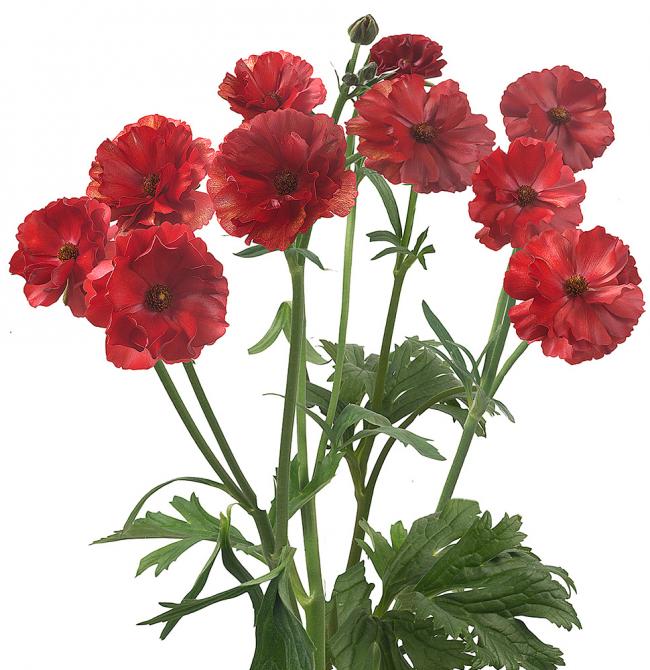 Red Butterfly Ranunculus Flower
