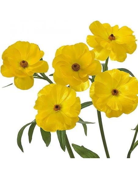 Yellow Butterfly Ranunculus Flower