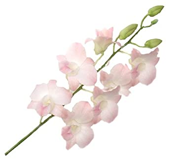 Blush Dendrobium Orchid Flower
