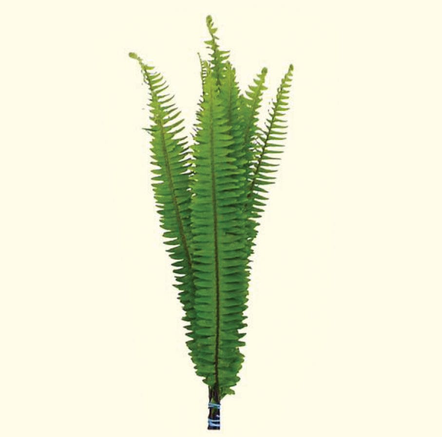 Boston Fern Greenery