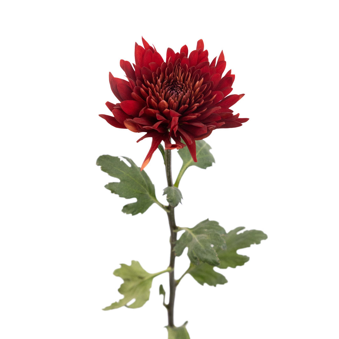 Red Cremon Mum Flower