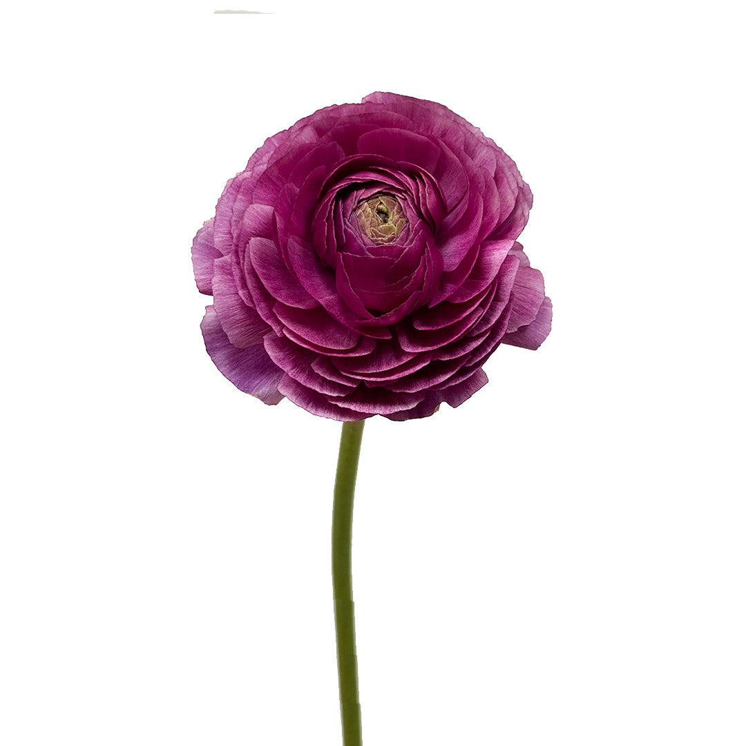 Purple Ranunculus Flower