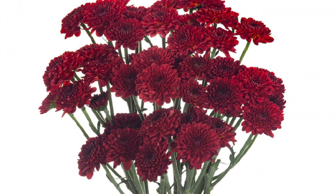 Burgundy Button Pomp Mum Flower