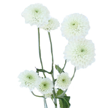 White Button Pomp Mum Flower