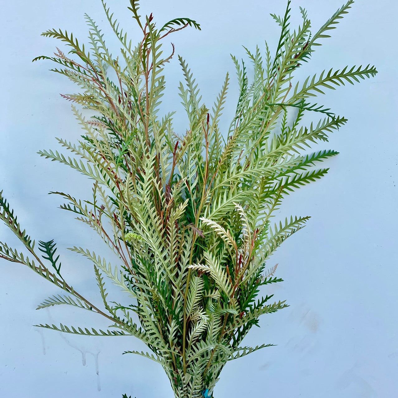 Grevillea Greenery