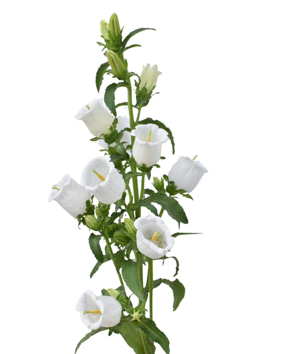 White Campanula Flower