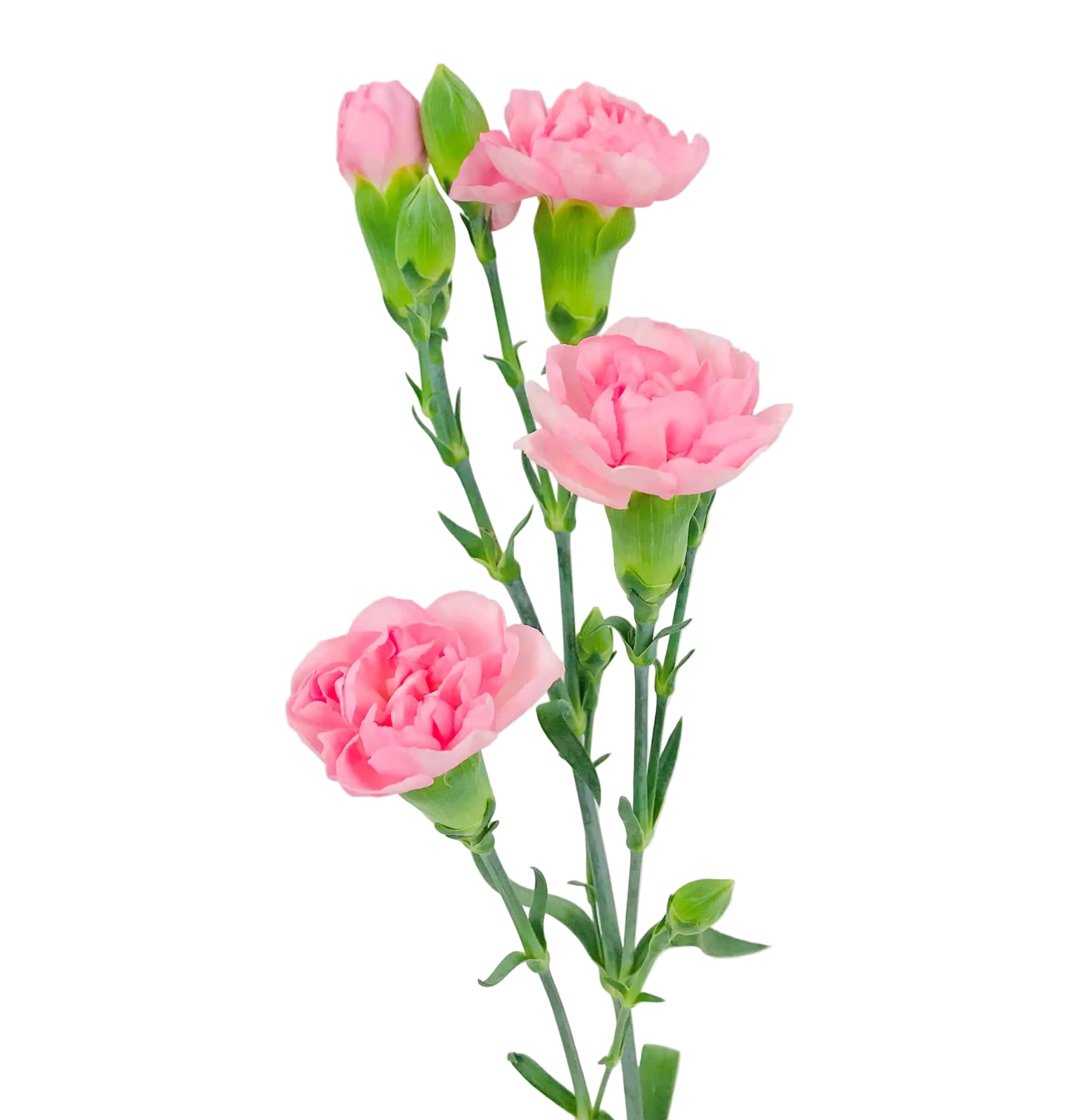 Pink Mini Carnation Flower