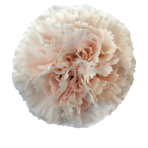 Blush Carnation Flower