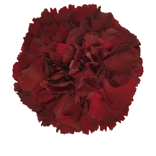 Burgundy Carnation Flower