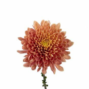 Salmon Cremon Mum Flower