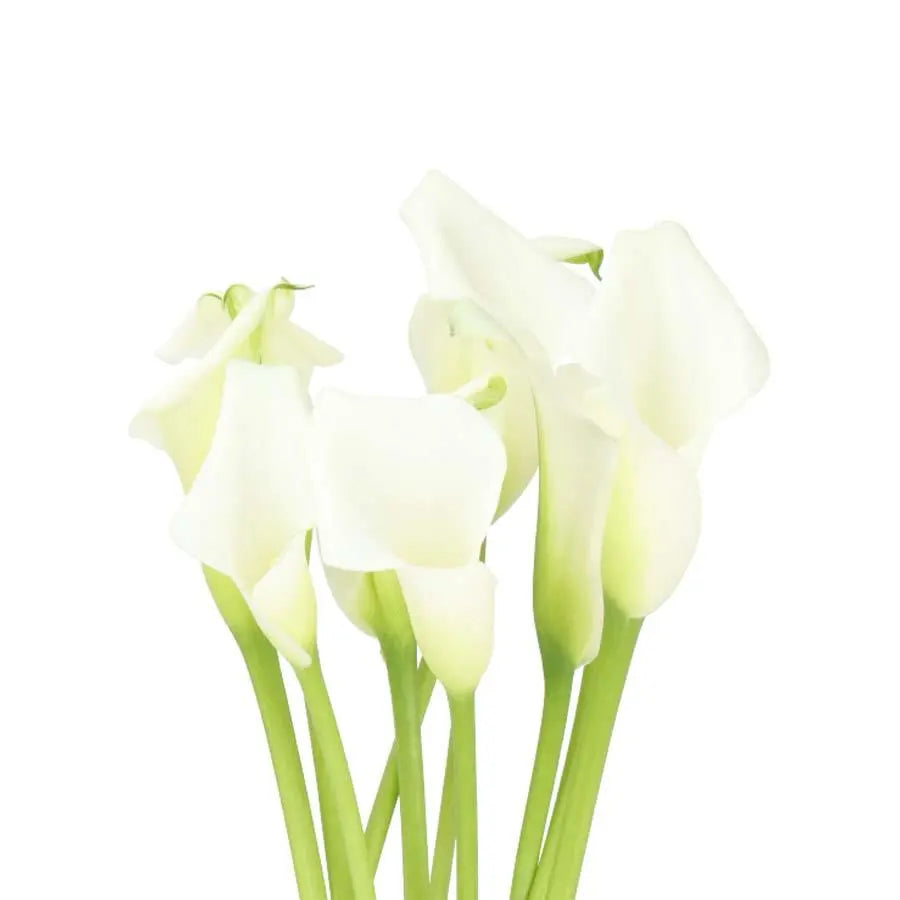 Large White Calla Flower