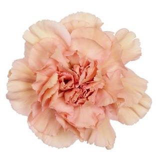 Honey Carnation Flower